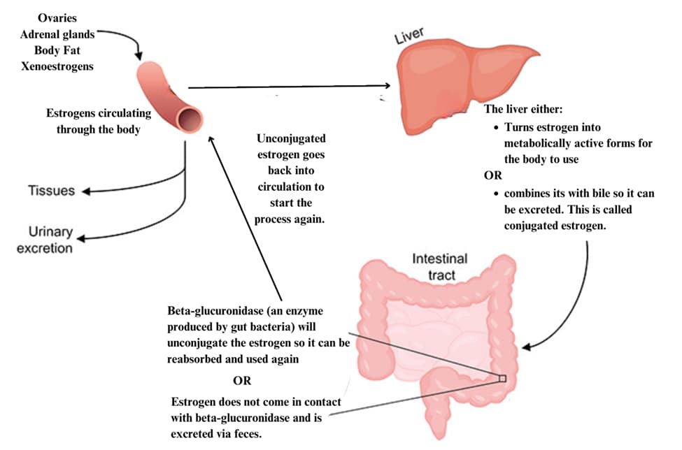 Estrogen Infographic